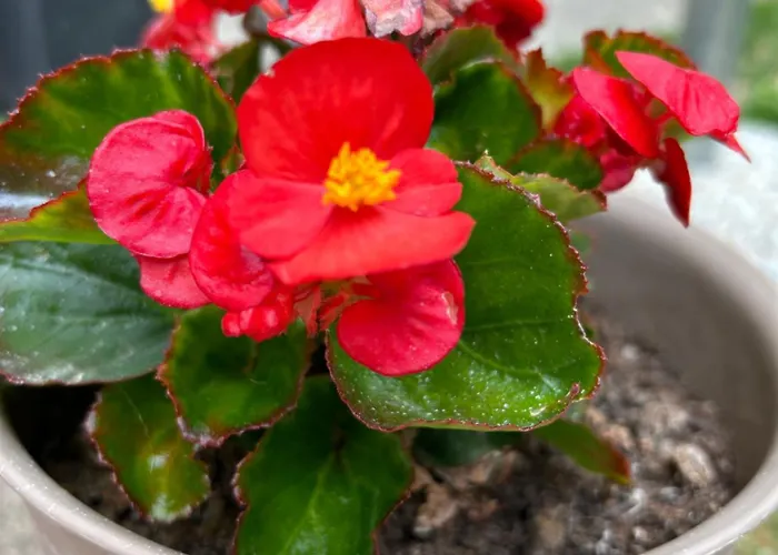 Apartman Urban Getaway *